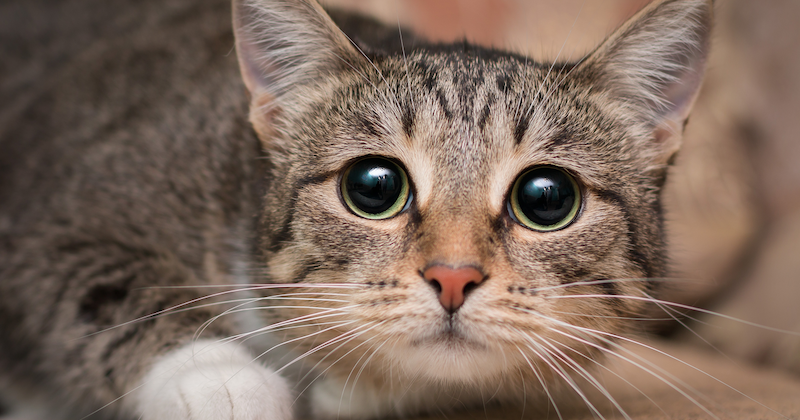 Top-tips-to-keep-pets-calm-during-firework-season-2