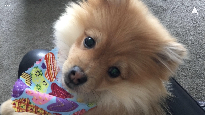 Vote-for-death-defying-animal-to-win-national-award-Pet-Survivor-of-the-Year-3