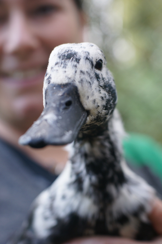 Vote-for-death-defying-animal-to-win-national-award-Pet-Survivor-of-the-Year-4