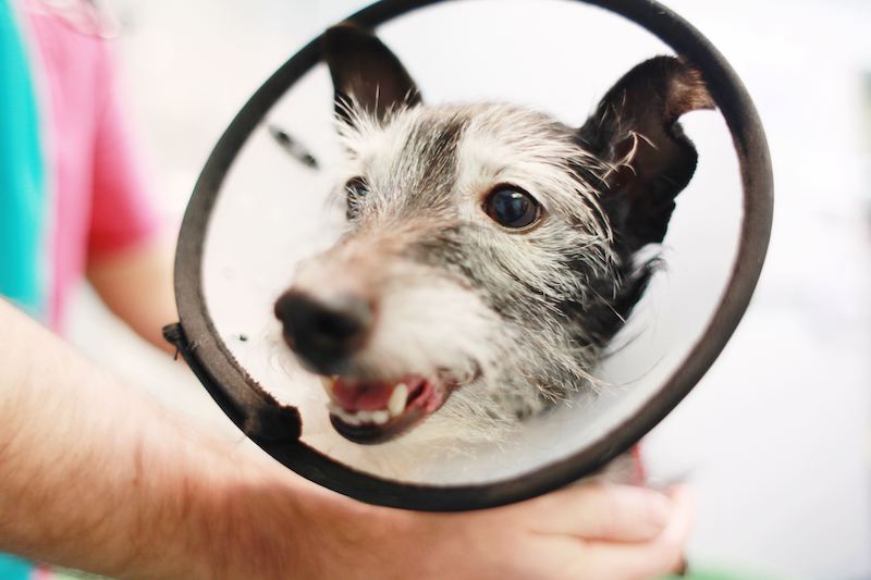 Vote-for-death-defying-animal-to-win-national-award-Pet-Survivor-of-the-Year-5