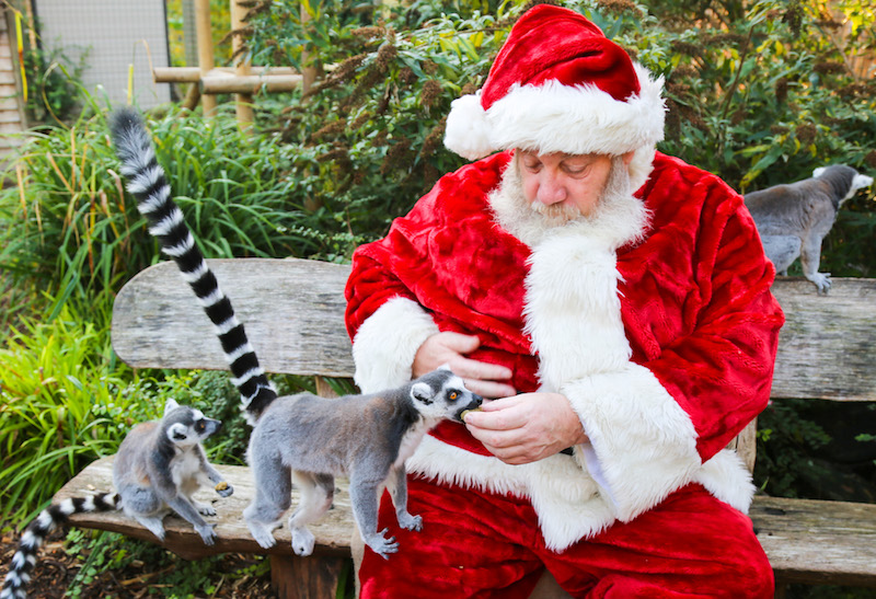 The-best-Christmas-Grottos-where-you-can-meet-Santa-in-the-East-7