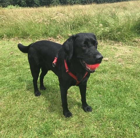 Two Labradors Become Sick After Indulging In Poisonous Christmas