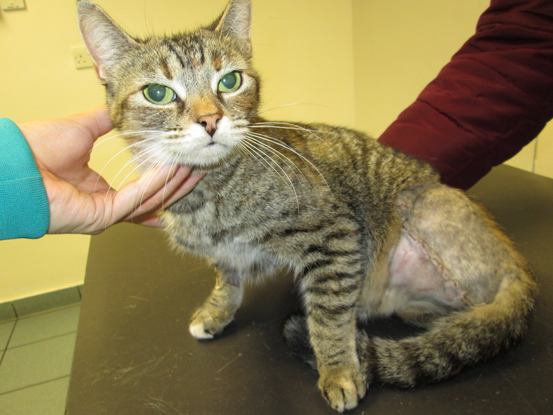 Cat's leg amputated after hiding in neighbour's car bonnet