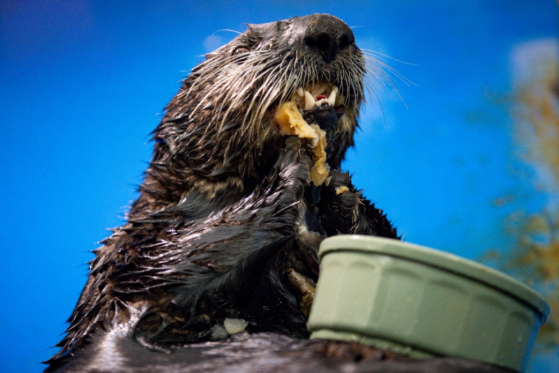 UK's first ever Sea Otters have arrived in Birmingham