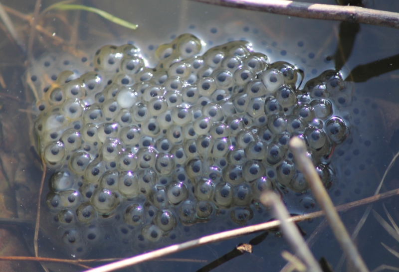 Frog-friendly tips and a sure sign that spring is in the air