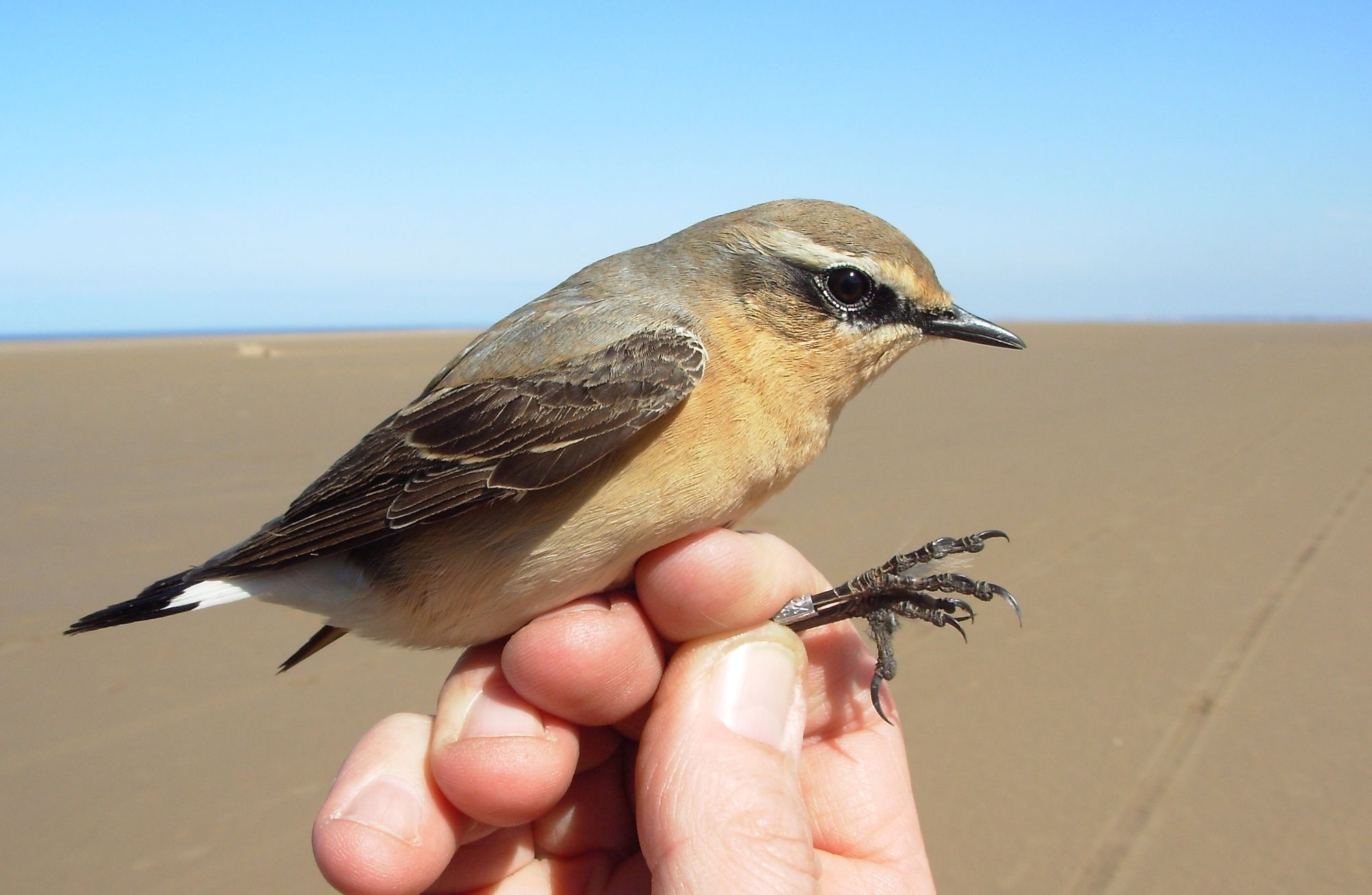The Sefton coast: The reassuring qualities of the natural world