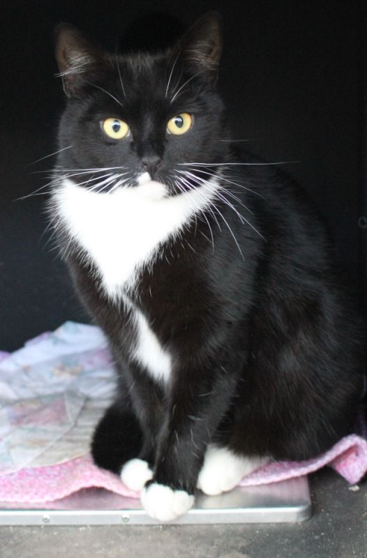 Happier news from cattery in troubled times