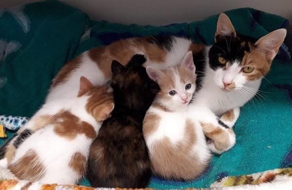 Get crafting for cats during Coronavirus lock-down