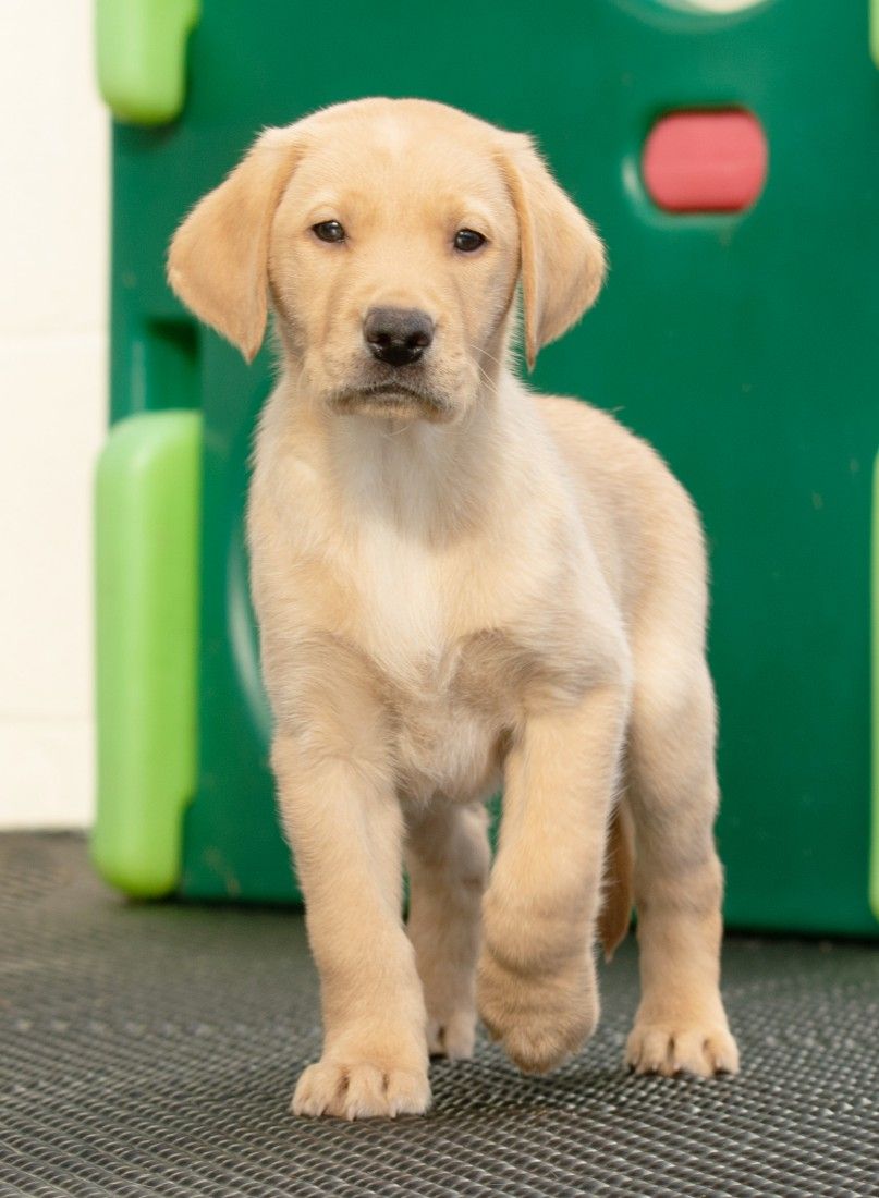 Liverpool school raises funds to name a guide dog puppy
