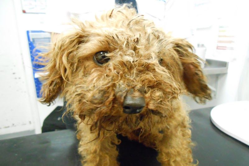 Number of abandoned animals continues to rise in Berkshire