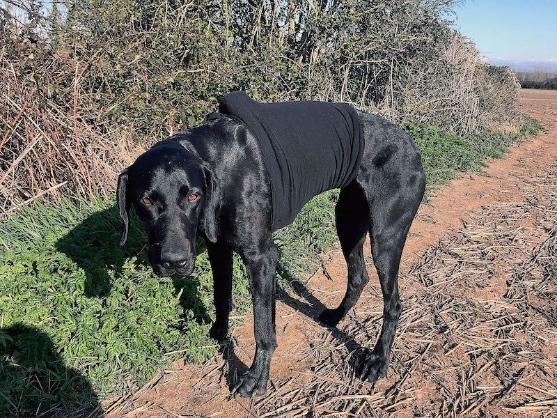 Quick thinking and local vets save beloved pointer from horrific chest injury