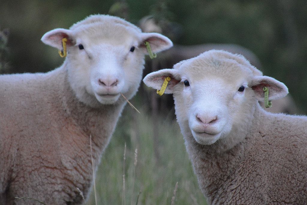 Ram sale set to go ahead in Exeter
