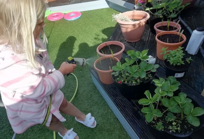 9-year-old creates fairytale sunflower garden in Brynna