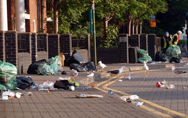 Cardiff Council calls on residents to help stop gulls ripping open rubbish bags