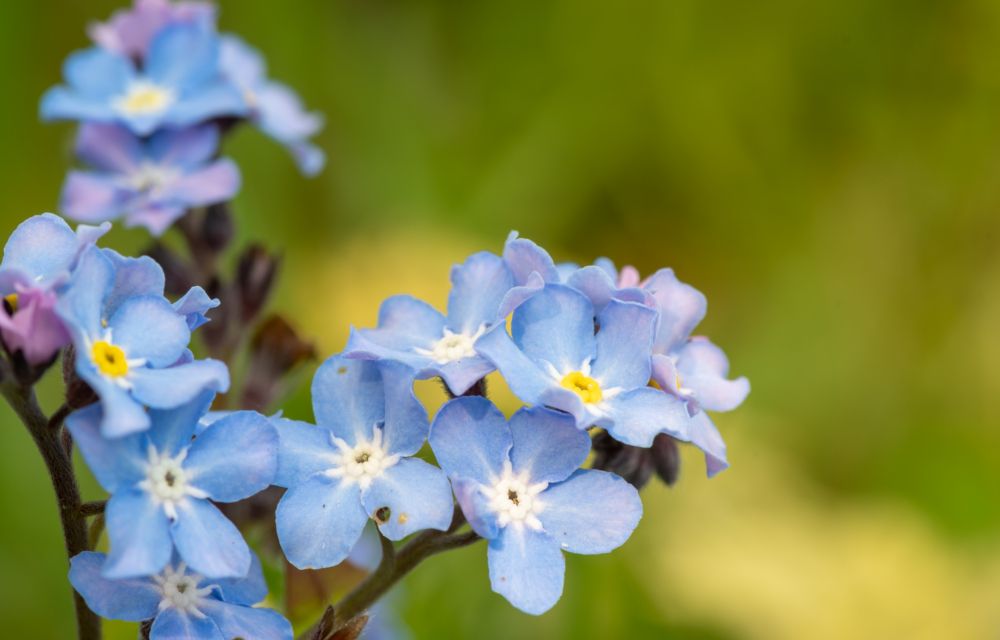Essex Hospice launches 2020 Forget-Me-Not Appeal
