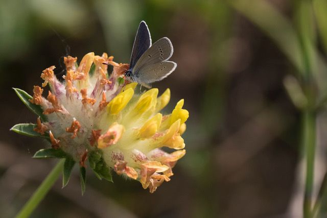 Britain's smallest butterfly is making a comeback across the North Downs