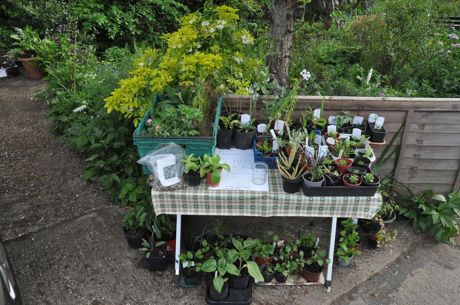 Standon plant sale raises over £1,100 for church group