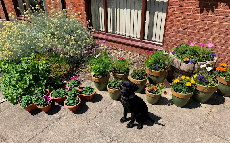 Wigan care home employs four-legged friend to help support residents