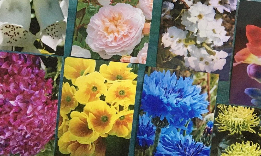 Halstead club's floral competition is blooming marvellous