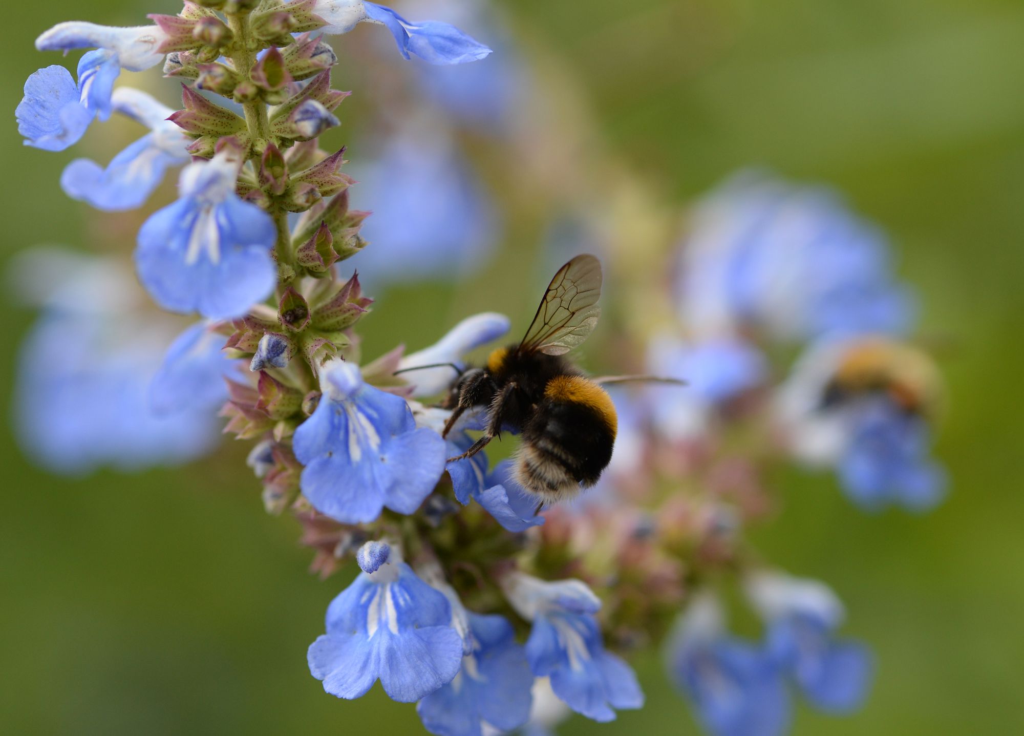 More pollinator-friendly mowing sites confirmed for Cardiff’s parks