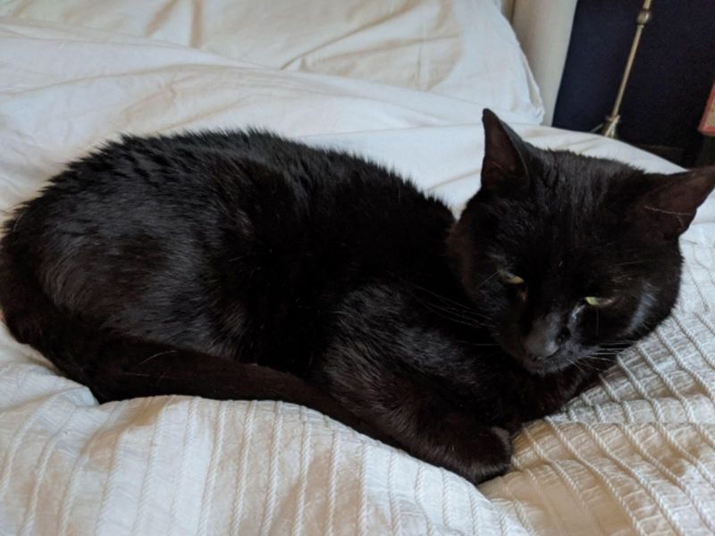 Mischievous moggy reunited with owner after three years