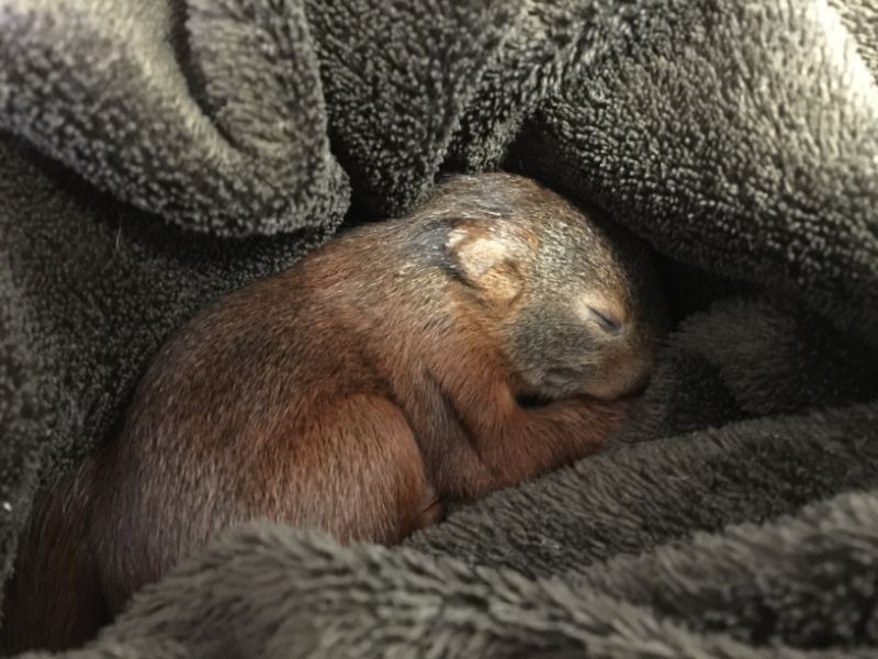 Plea to prevent Liverpool's red squirrels being the next victims of coronavirus