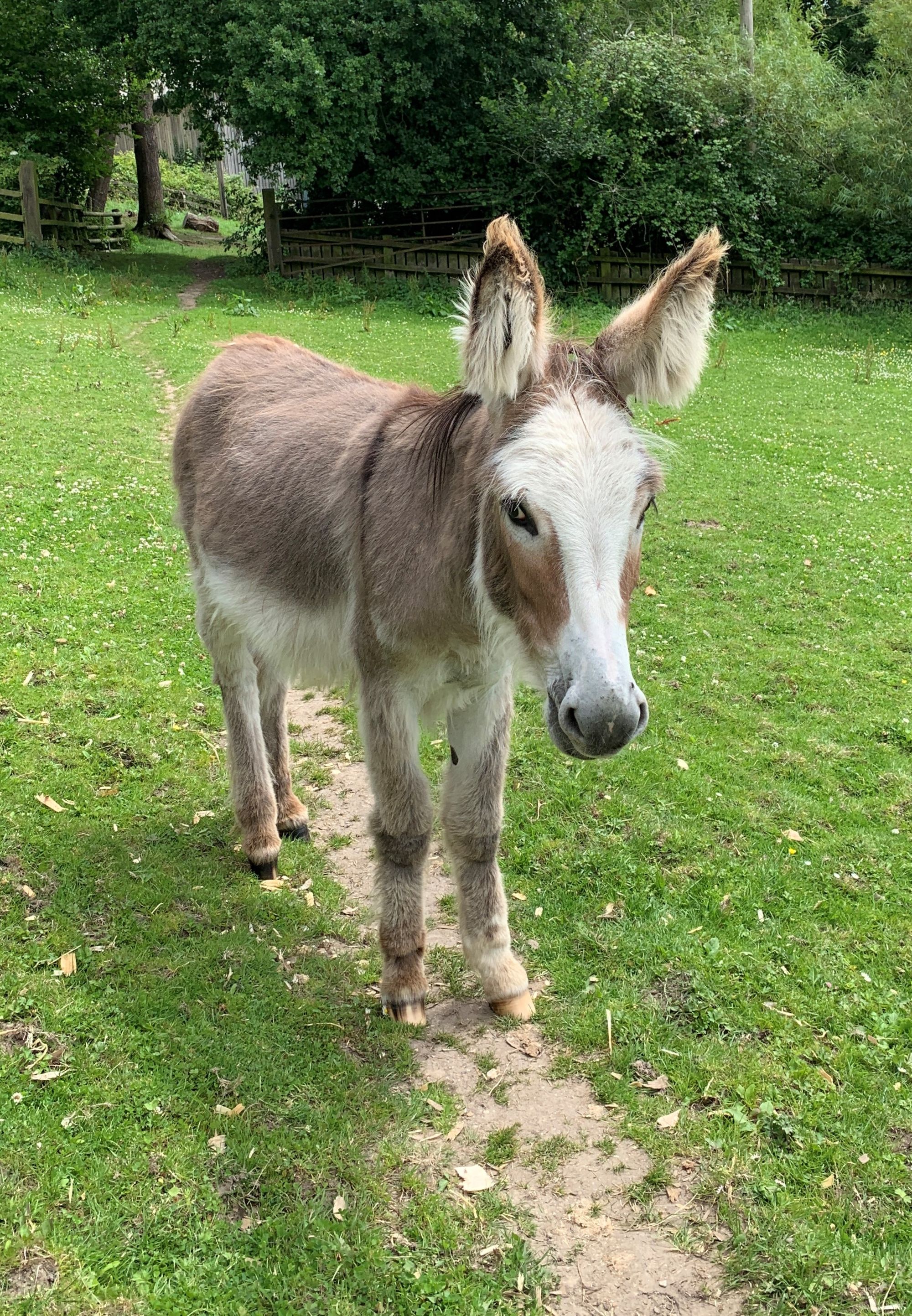 Royal foal celebrates first birthday at Donkey Sanctuary