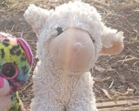 Mum's heartfelt plea to reunite daughter with Lammy the lamb