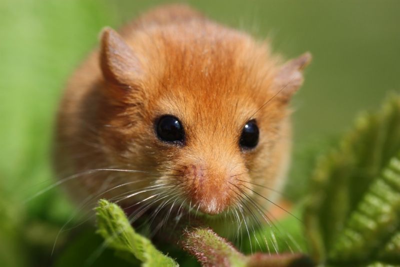 Mendip habitats 'Fit for the Future' thanks to additional funding
