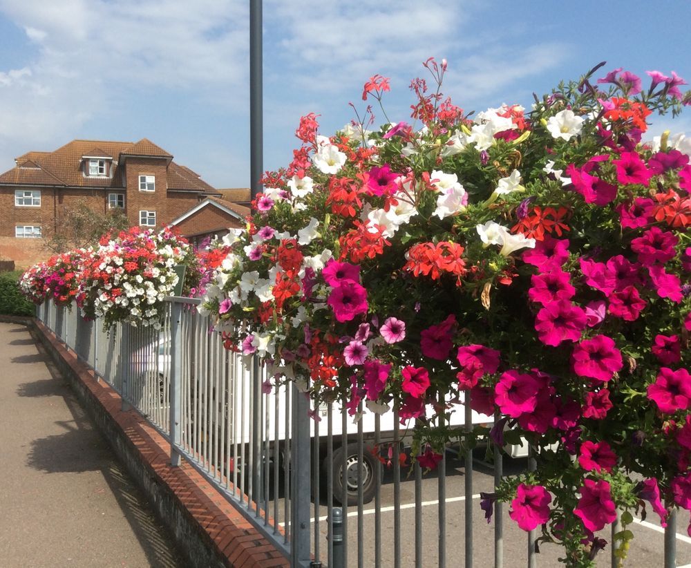 Hythe’s glorious floral displays are blooming marvellous