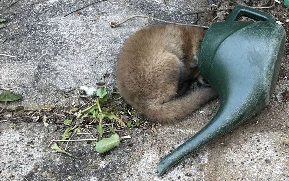 Fox cub with his head stuck in watering can and other amazing rescues by Kent's RSPCA
