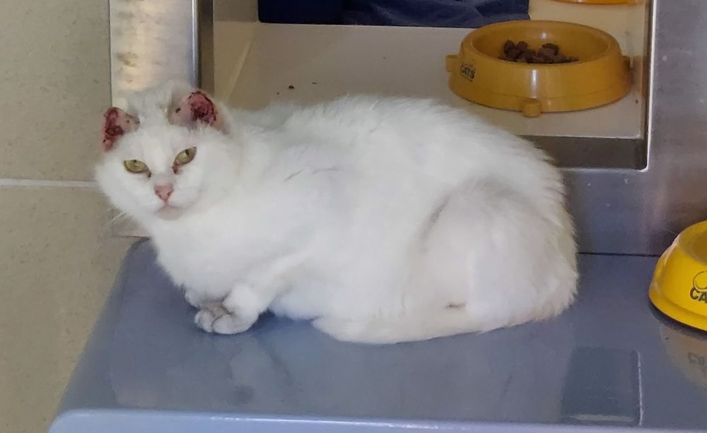 Sunburnt cat from Tunbridge Wells is hoping to find a loving home