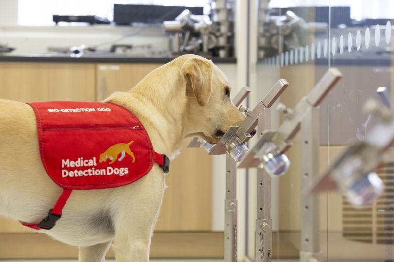 Cheshire NHS staff involved in Covid-19 detection dog trial
