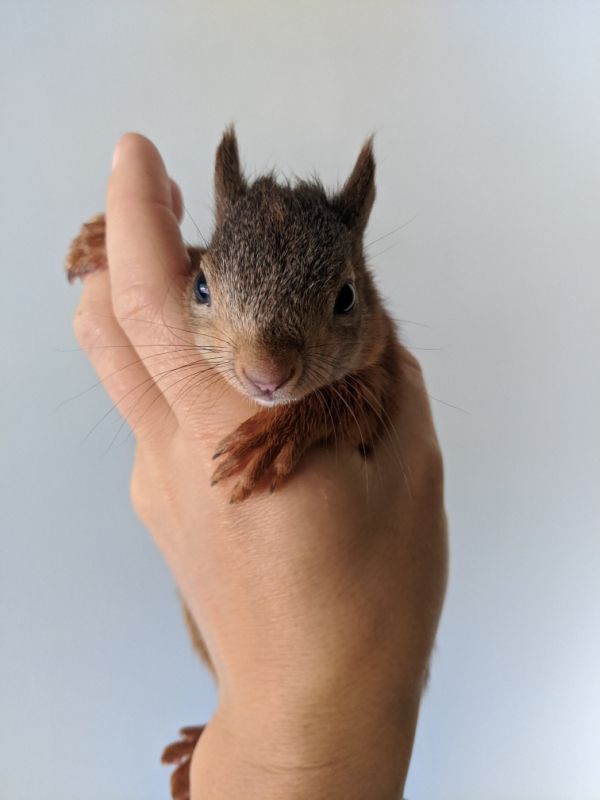Orphaned red squirrel saved by the Red Squirrel project