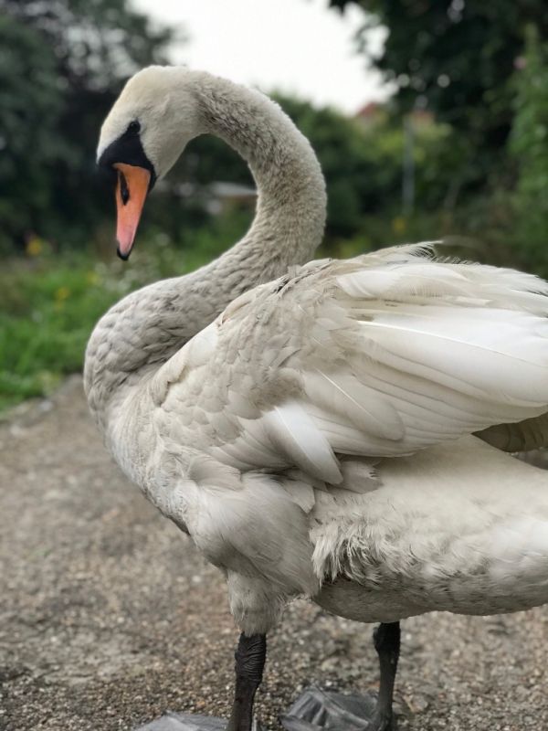 Swan family rescued from Blackburn canal