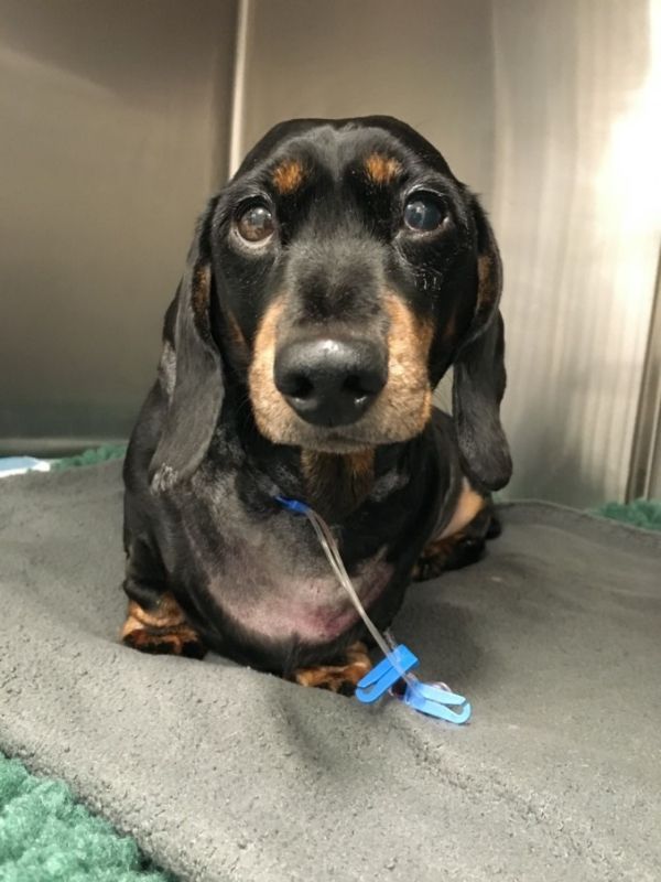 Life-saving blood donations needed from dogs in Swindon