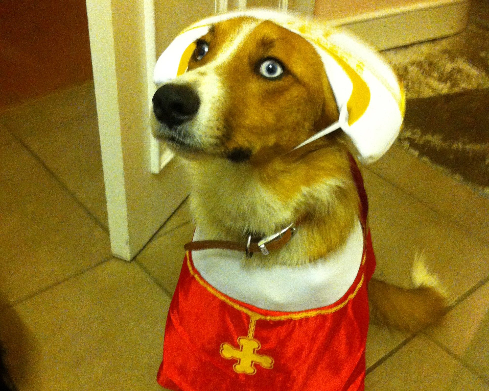 dog care home near me