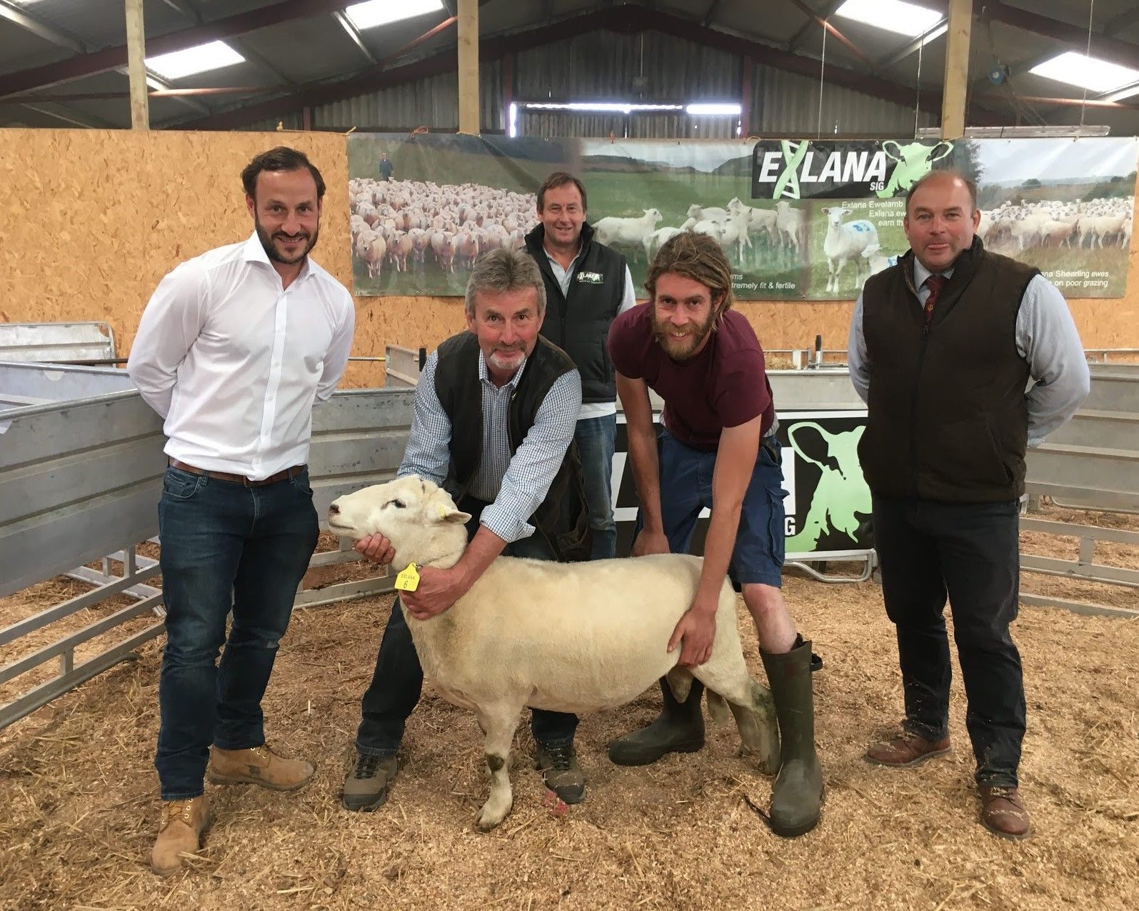 Sixth annual Elite Exlana Rams sale brings sheep joy to Tiverton
