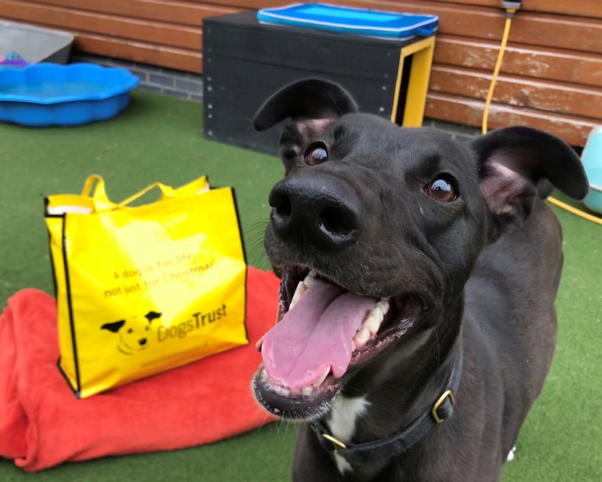 Overlooked pooch finally finds his forever home in Ilfracombe