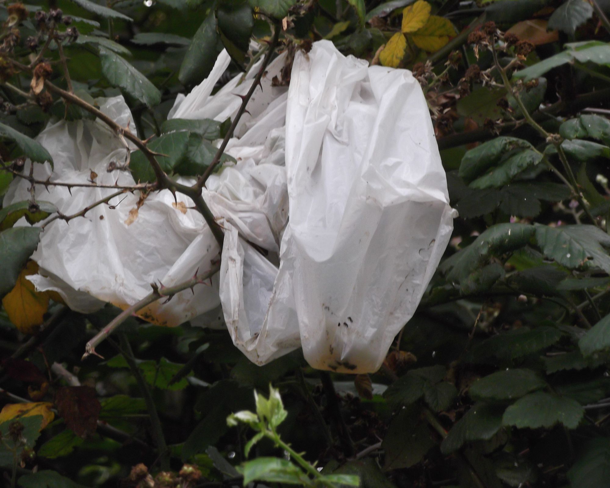 Uffculme asks 'what is the matter with people' as litter mounts