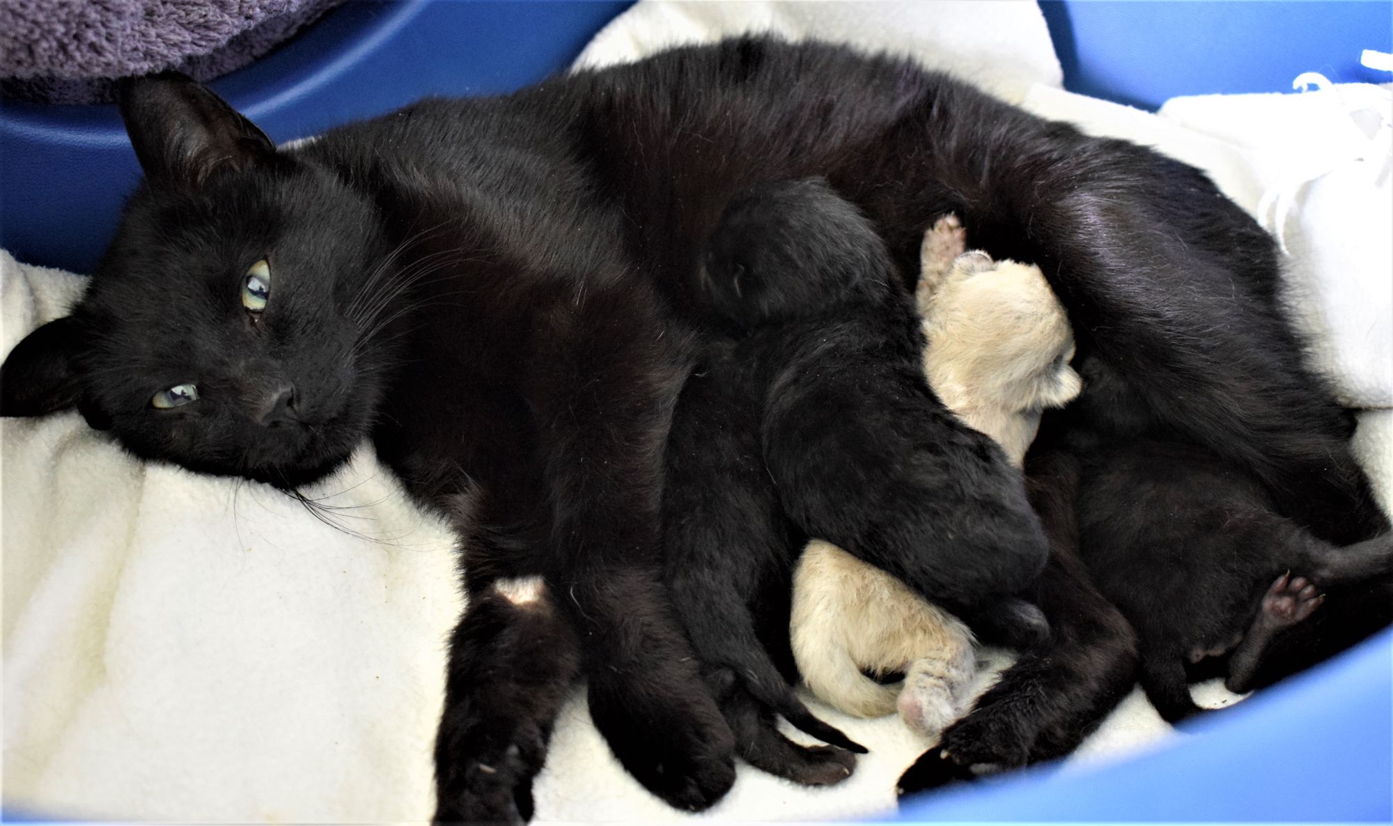 Kittens born in lockdown named after hospitals and NHS founders