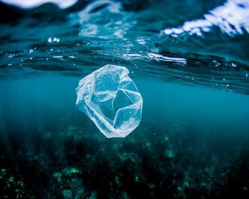 Critical questions remain about the role of microplastics in food