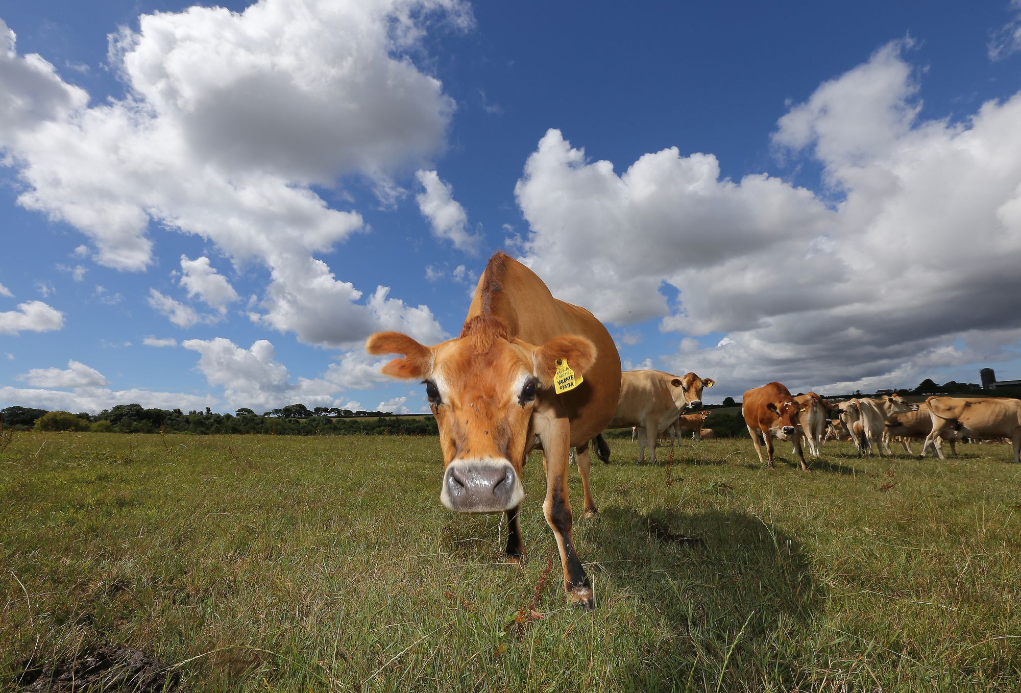 Gulval farm applies for farm shop licence to stay in business