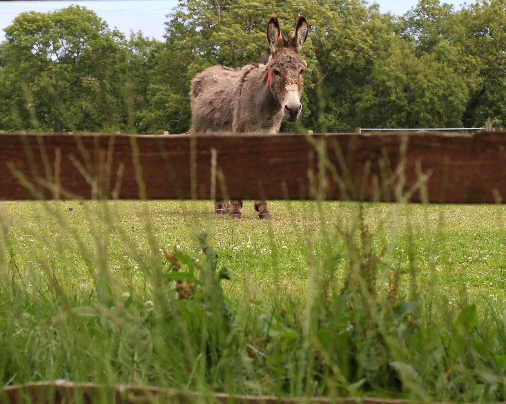Wildlife thrives during lockdown at Sidmouth Donkey Sanctuary