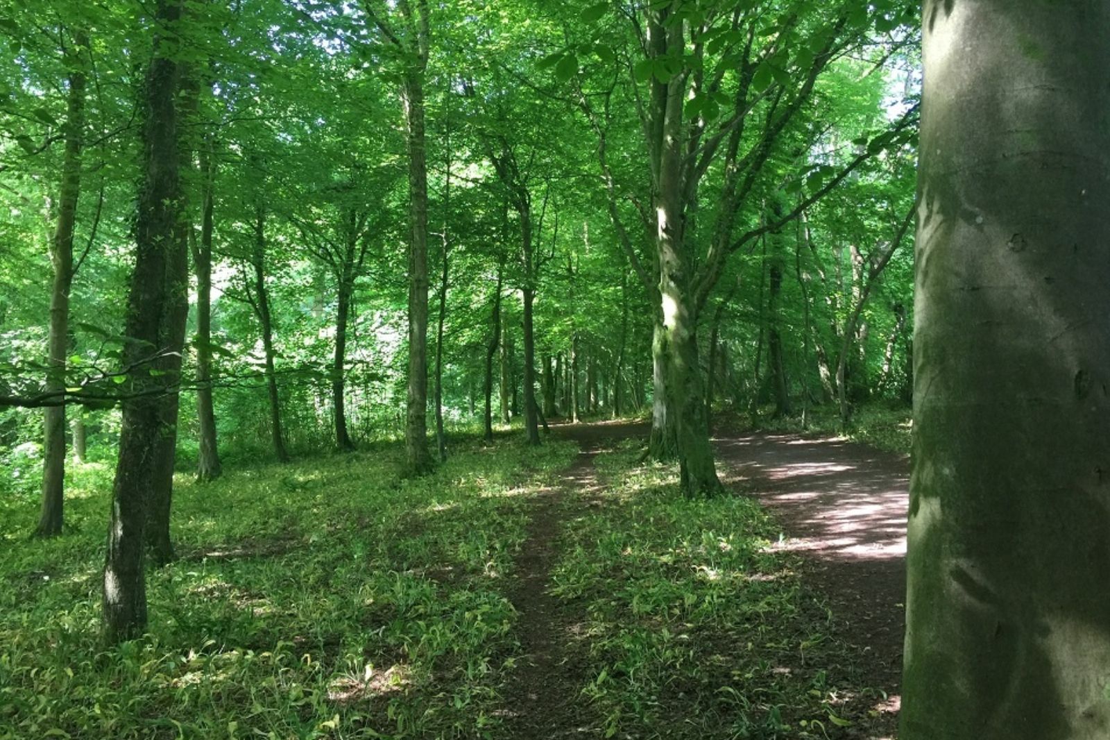 The public is being asked how it uses the woodland in north Cardiff and how it can be improved