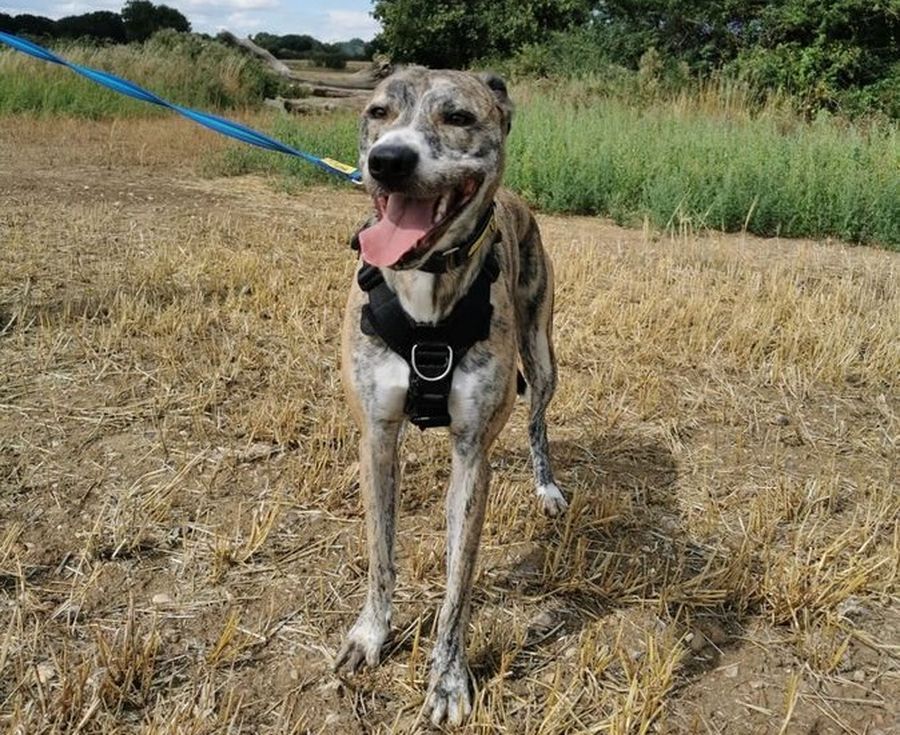 Dogs Trust Essex appealing for home for lonely lurcher Greg