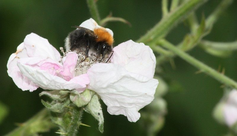 Lancashire Wildlife Trust calls for stricter controls on nature protection