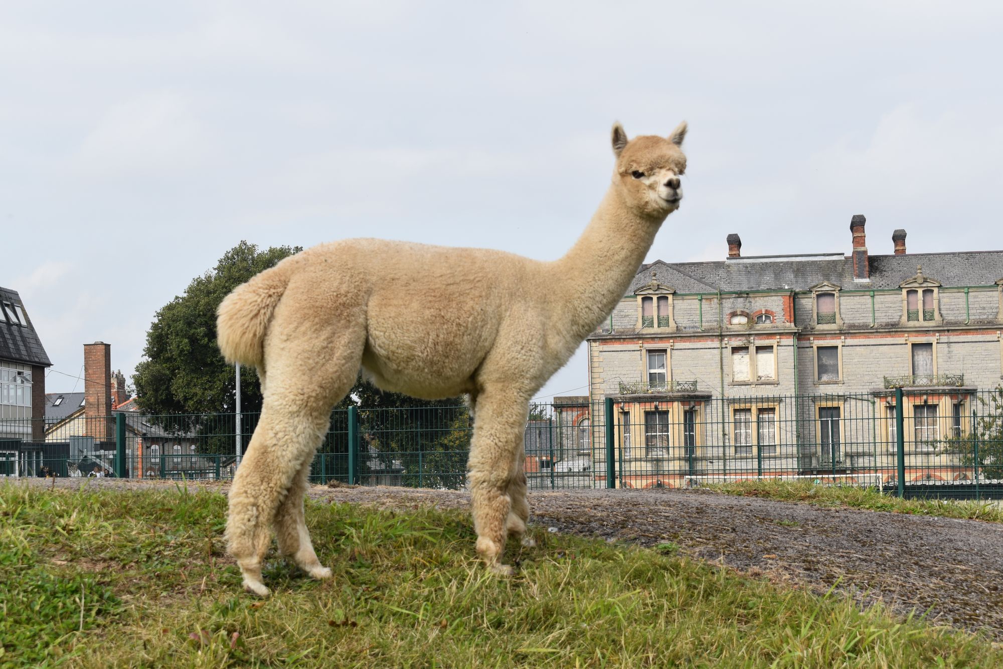 Headlands School welcomes a pack of alpacas to aid student mental health
