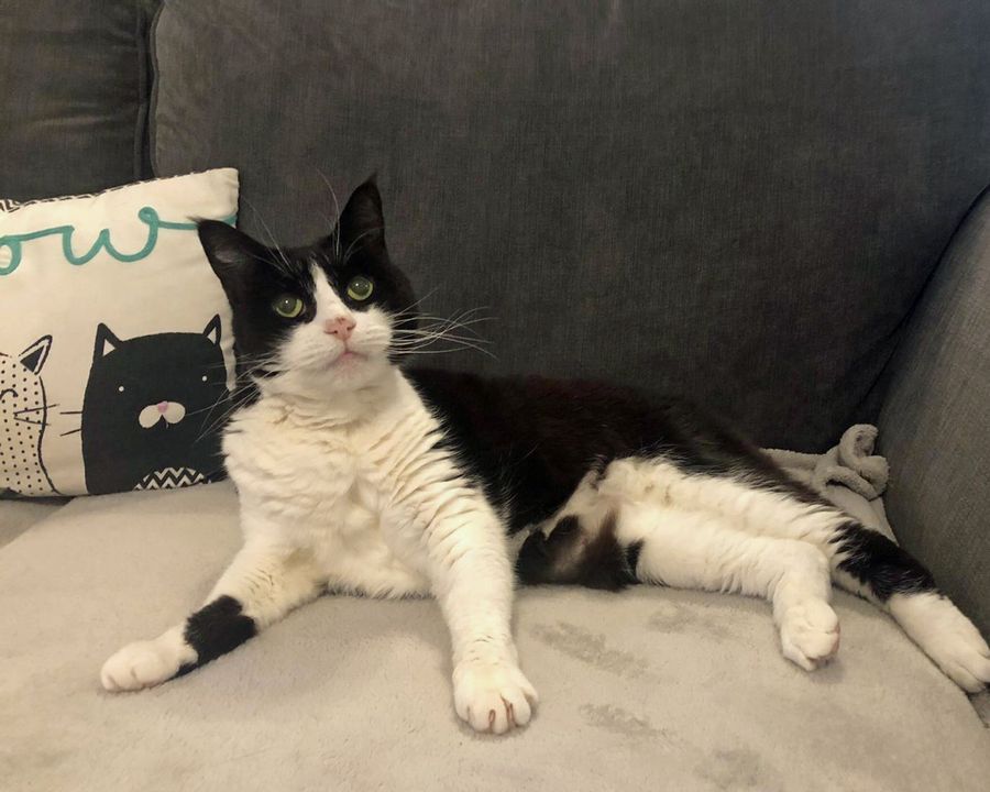 Cats Protection crowns Cookie from Romford as Senior Kitizen