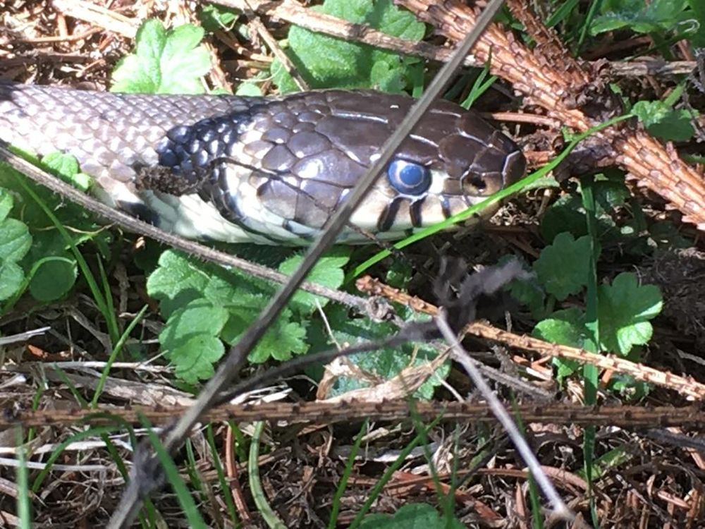 Lucky escape for Frant grass snake